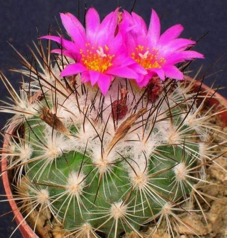 Turbinicactus_viereckii